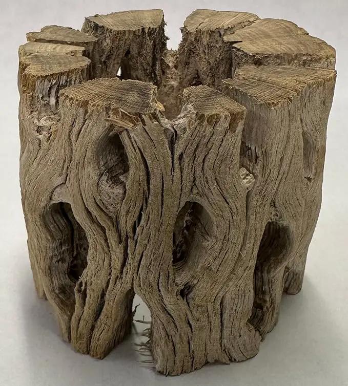 3 Natural Cholla Wood Air Plant Display Holders Individually Unique Round Decorative Stands (3 Pack Cholla Rounds) by GreenHaven Gardens
