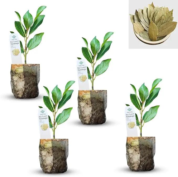 Mediterranean Bay Leaf, Bay Laurel Live Plant. Saratoga/Standard Varieties - Laurus Nobilis. Fragrant, Fresh, Edible. Pots/Ground Planting. Mild/Strong Flavor (2 Srtg + 2 Std Bay Plants in Sac) by GreenHaven Gardens
