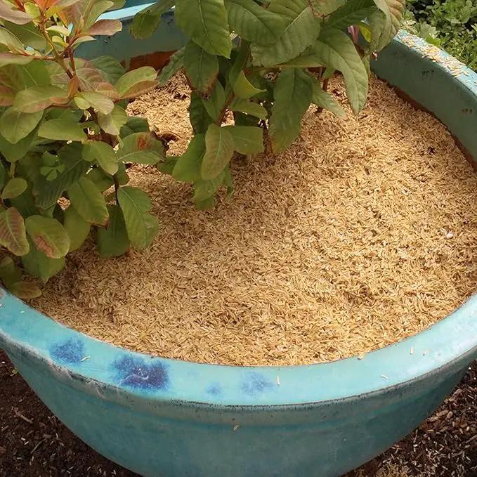 Natural Rice Hulls - Eco-Friendly Mulch and Soil Amendment for House Plants and Chicken Bedding - 1 Quart by GreenHaven Gardens