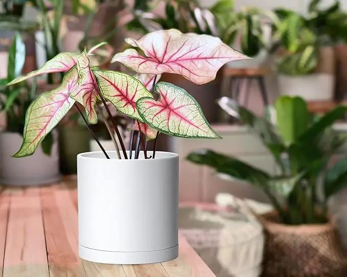 D'vine Dev 4 Pack 6 Inch Modern Plastic Plant Pots, Small Garden Planters for Plant with Drainage Holes and Saucers, White Color, 74-Z-J-2 by GreenHaven Gardens