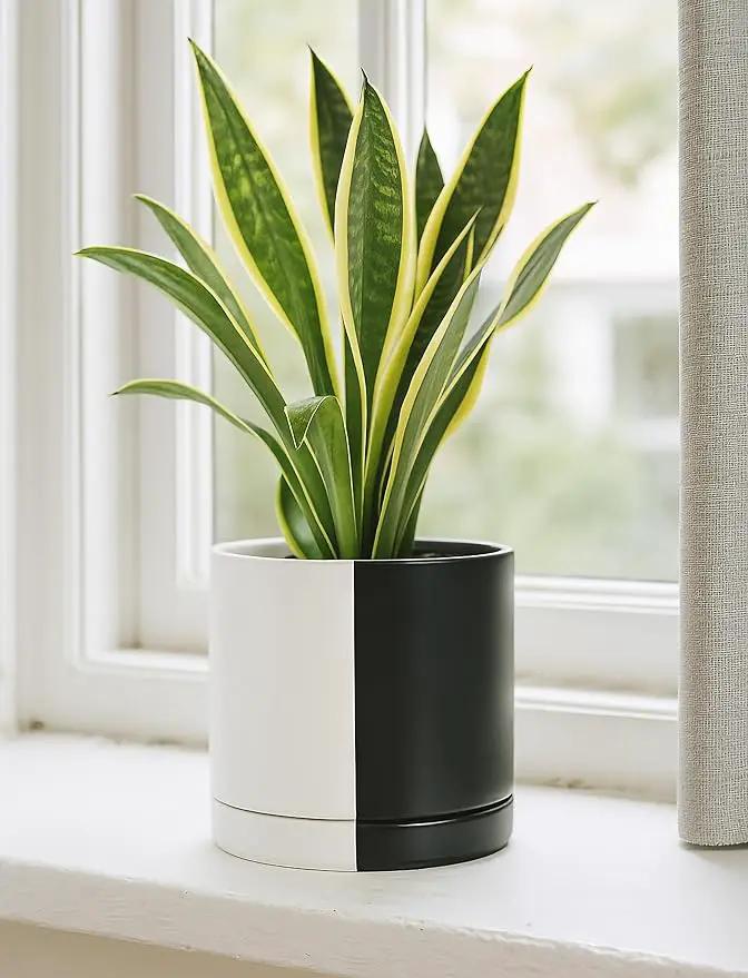 D'vine Dev 8.2 Inch Ceramic Planter Pot with Drainage Hole and Saucer, Indoor Cylinder Round Planter Pot, Split Monochrome Black & White, 94-O-D-0 by GreenHaven Gardens