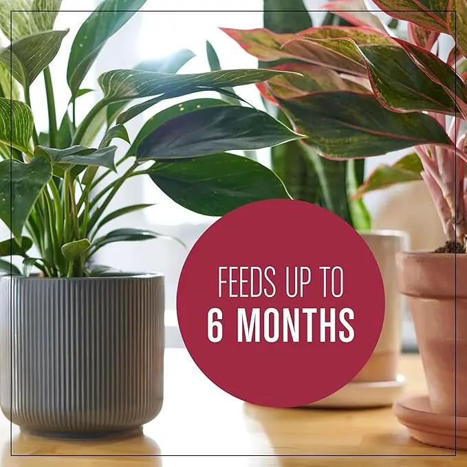 Miracle-Gro Houseplant Potting Mix: Fertilized, Perlite Soil for Indoor Gardening, Designed to Be Less Prone to Gnats, 4 qt. by GreenHaven Gardens