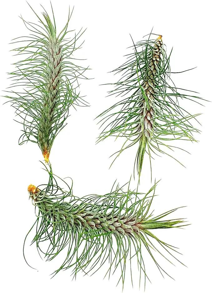 Air Plants - Colombian Tillandsia Funckiana, Large 5" - 3ct - Live Arrival Guaranteed - House Plants for Home Decor & Gift by GreenHaven Gardens