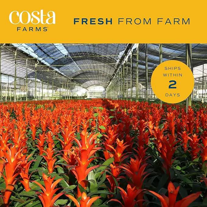 Costa Farms Bromeliad, Flowering Live Indoor Plant in Modern Flower Pot, Houseplant with Flowers in Potting Soil, Grower's Choice, New House Gift, Home or Room Decor, 20-Inches Tall by GreenHaven Gardens