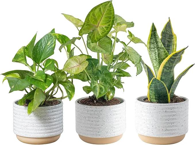 Costa Farms Live Plants (3 Pack), Easy to Grow Real Indoor Houseplants, Air Purifying Plants, Grower's Choice in Home Décor Indoors Plant Pots, New House Gift or Room Décor by GreenHaven Gardens