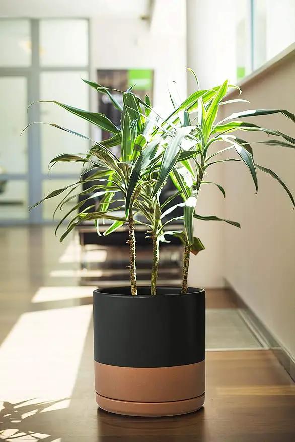D'vine Dev 8 Inch Ceramic Planter Pot with Drainage Hole and Saucer, Indoor Cylinder Round Planter Pot, Black/Speckled Tan, 94-O-D-7 by GreenHaven Gardens