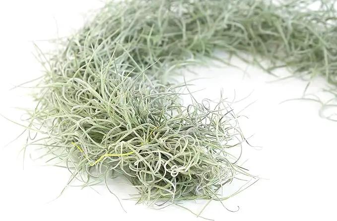 6 Pack Thick Colombian Spanish Moss Live Strands with Wire Hook - Tillandsia Usneiodes - Live Tillandsia Succulent House Plants - Home and Garden Decor - Easy Care Indoor and Outdoor Plants by GreenHaven Gardens