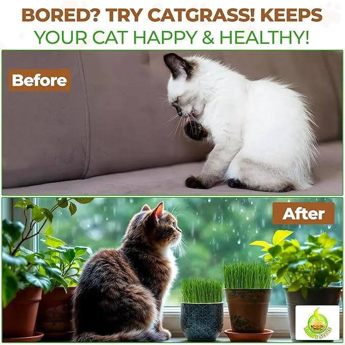 Todd’s Seeds – Cat Grass for Indoor Cats, 1lb Wheatgrass – Premium, Non-GMO, Pet-Safe & Easy to Grow – No Fillers, 100% Chemical-Free by GreenHaven Gardens