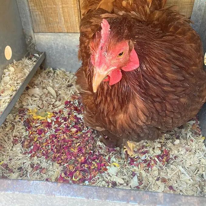 Non-GMO Backyard Chicken Nesting Herbs (10 oz) - Naturally Keep A Clean Coop Your Hens Will Love by GreenHaven Gardens