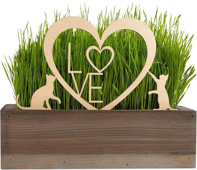 Cat Grass for Indoor Cats Kit – Limited Edition with Decorative Planter, Cat Trellis & Organic Seeds, Free Cat Toy & Catnip Spray for Ultimate Kitty Joy (AW) by GreenHaven Gardens