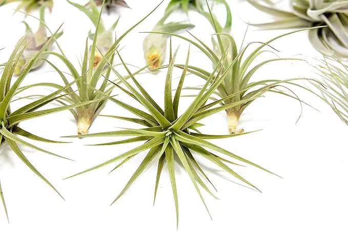 50 Pack of Classic Air Plants Variety - Live Succulent House Plants - Available in Wholesale and Bulk - Home and Garden Decor - Easy Care Indoor/Outdoor Air Plant by GreenHaven Gardens