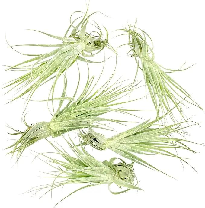 Live Air Plant - Tillandsia Gardneri 5-7” - 5ct - ragnaroc Rare Collectors Indoor Tropical Plant - Live Arrival Guaranteed - House Plants for Home Decor & Gift by GreenHaven Gardens