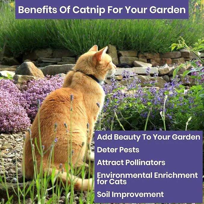 NatureZ Edge Catnip Seeds for Planting, 2.6 Grams, 4400+ Herb Seeds, Indoor or Outdoor Growing, Your Cat Will Love Them, Non-GMO by GreenHaven Gardens