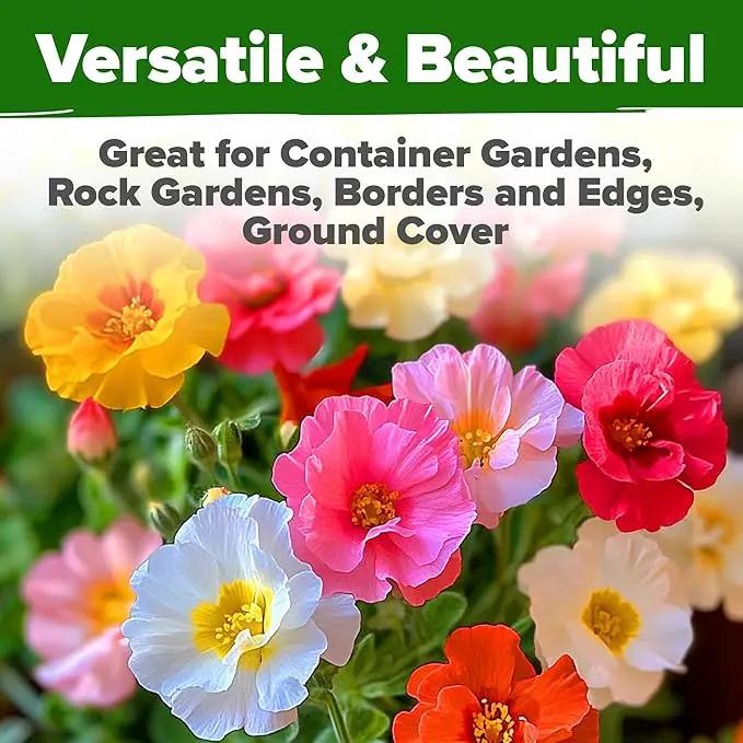 HOME GROWN 23,500+ Moss Rose Seeds (Bulk Pack) Annual Flower for Ground Cover - Heirloom 𝗡𝗢𝗡-𝗚𝗠𝗢 Portulaca Seeds for Planting Outdoors - Great for Low-Maintenance Gardens (Portulaca grandiflora) by GreenHaven Gardens
