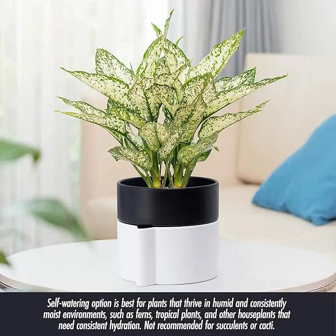 Phoenix Vine 6.5 Inch Self-Watering Planter Pot with Terracotta Insert, Deep Water Reservoir, and Ceramic-Alike BPA-Free Plastic Pot for Plant, Modern Planter for Houseplants, White/Black, 53-B-S-4 by GreenHaven Gardens
