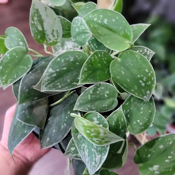 Elevate Your Space with Gardenera's Organic Potting Mix - Tailored for Thriving Scindapsus Sterling Plants and Striking Leaves - 2 Quart by GreenHaven Gardens