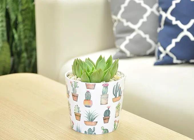 Costa Farms Live Indoor Echeveria Succulent Plant in Wood Design Ceramic Pot by GreenHaven Gardens