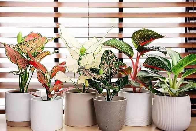 Premium Aglaonema Plant Soil Mix by Gardenera - Stimulate Growth and Elevate Leaf Color with Nourishing Formula - 5 Quart by GreenHaven Gardens