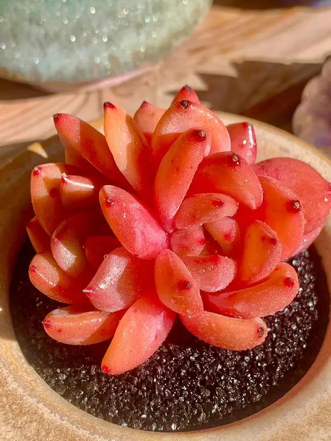 FWPP Echeveria Champagne Rare Live Succulent Plants, Wine 2.5 inches Live Plants Indoor,Bare Root Without Pot Soil,Desk Wedding Baby Shower Decoration Friend Plant Lover Gift by GreenHaven Gardens