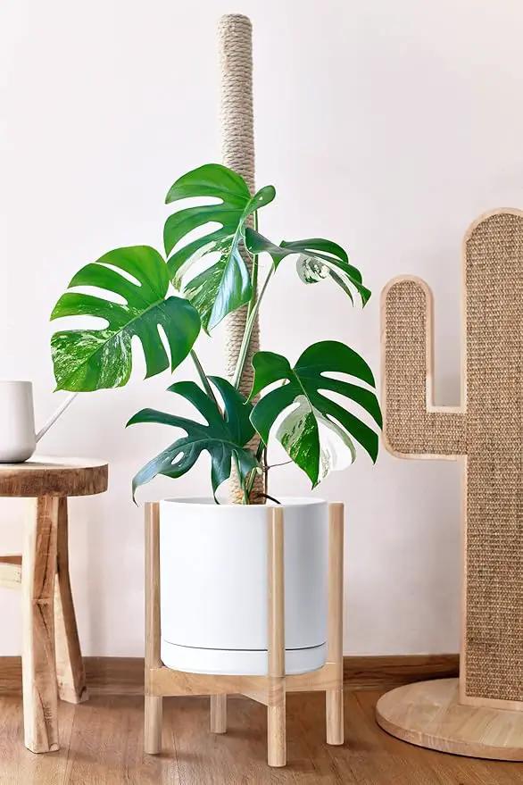 D'vine Dev Ceramic Planter with Natural Stand - 12 Inch Modern Round Flower Pot with Wood Planter Holder, White, 55-B-J-1 by GreenHaven Gardens