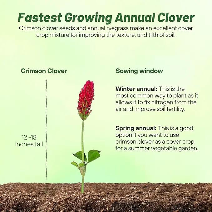 Outsidepride Crimson Clover Seeds - 10 lbs. Annual, Nitrocoated, & Inoculated Ground Cover Seeds, Ideal Clover Seed for Lawn, Cover Crop, Pasture, Hay, Green Manure & Wildlife Forage by GreenHaven Gardens