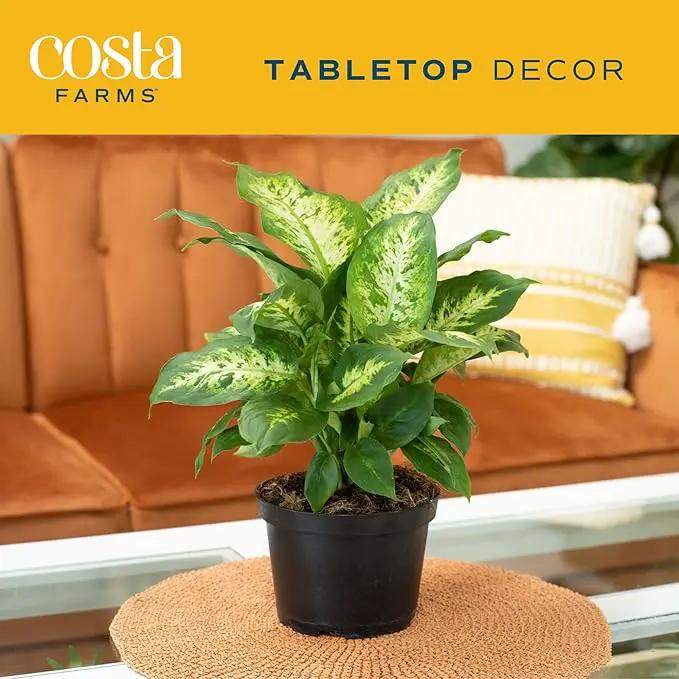 Costa Farms Dieffenbachia Live Indoor Plant, Easy to Grow Houseplant, Potted in Indoors Garden Nursery Plant Pot, Potting Soil Mix, Grower's Choice, Home and Office Plants Decor, 1 Foot Tall by GreenHaven Gardens