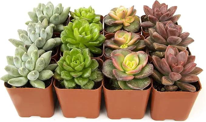 Succulents Plants Live (12PK) Potted Succulent Plants Live House Plants, Cactus Plants Live Plants Indoor Plants Live Houseplants, Indoor Plant Succulents Live Plant House Plant by Plants for Pets by GreenHaven Gardens