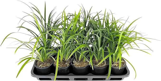 Liriope Super Blue | 1 Live 4 Inch Plant | Liriope muscari 'Super Blue' | Ornamental Ground Cover Plants | Shade-Tolerant Landscaping Perennial by GreenHaven Gardens