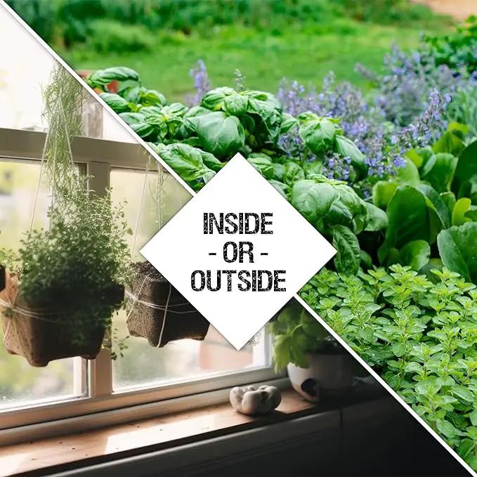 Seed Needs Herb Seeds Variety Pack Culinary Herb Collection (12 Individual Packets for Planting Indoors or Outdoors) Grow Your Own Herb Garden - Heirloom, Non-GMO by GreenHaven Gardens