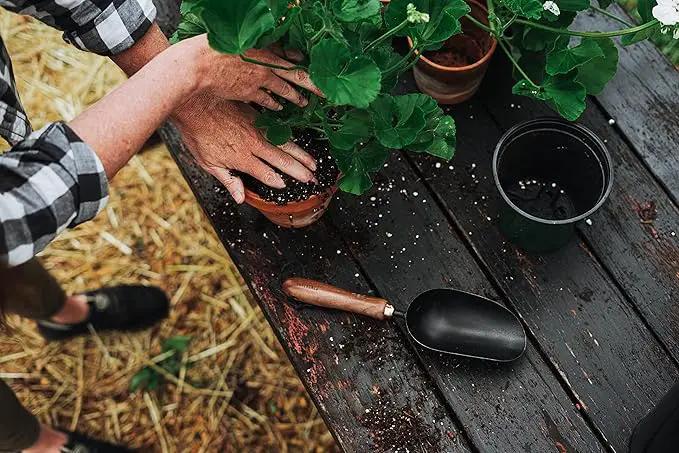 Barebones Garden Scoop - Garden Spoon - Stainless Steel Small Hand Shovel for Transplanting, Digging, and Planting - Great Home Gardening Hand Tools (Walnut/Black) by GreenHaven Gardens