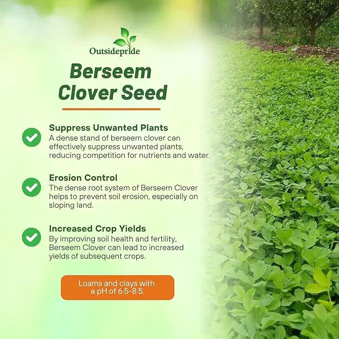 Outsidepride Annual Berseem Clover Seeds for Lawn - 10 lbs. High-Yield, Fast-Growing Clover Cover Crop Seeds for Food Plots, Cattle Forage & Nitrogen-Rich – Ideal for Pastures & Soil Improvement by GreenHaven Gardens