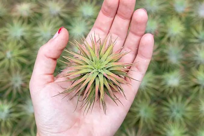 Air Plants Ionantha Mexican - Colors and Shape Varies Due to Seasonality-Live Tillandsia Succulent House Plants - Available in Wholesale and Bulk - Home and Garden Decor-Easy Care Plants (Pack of 5) by GreenHaven Gardens