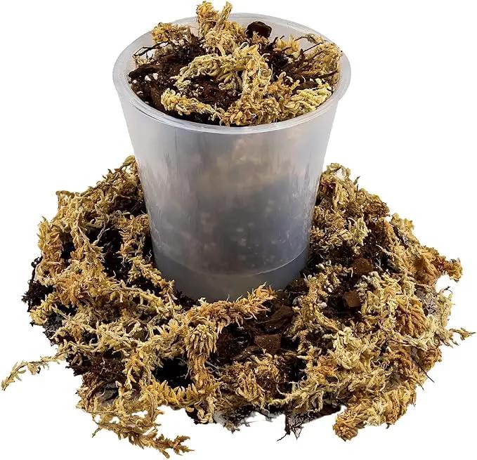 Premium Orchid Mix by GARDENERA | Fern + New Zealand Pine Bark + Sphagnum Moss + Perlite | Best for Growing and Repotting Orchids - 5 Quart Bag by GreenHaven Gardens