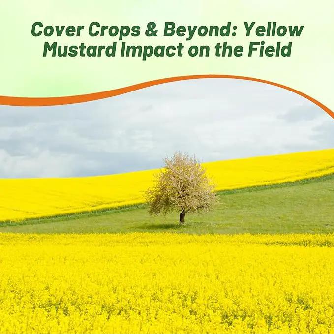Outsidepride Yellow Mustard Seeds - 5000 Pcs Nutrient-Rich, Flavorful Annual Microgreen Seeds for Planting, Easy-to-Grow, Ideal for Indoor & Outdoor Cultivation, Soil & Hydroponic Systems by GreenHaven Gardens