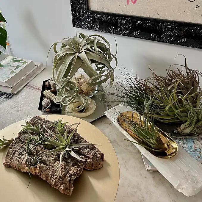 Air Plants - Hod Gift Box - 5ct - Live Arrival Guaranteed - House Plants for Home Decor & Gift by GreenHaven Gardens
