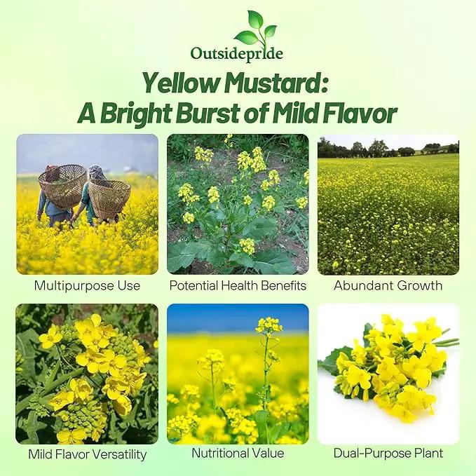Outsidepride Yellow Mustard Seeds - 10000 Pcs Nutrient-Rich, Flavorful Annual Microgreen Seeds for Planting, Easy-to-Grow, Ideal for Indoor & Outdoor Cultivation, Soil & Hydroponic Systems by GreenHaven Gardens