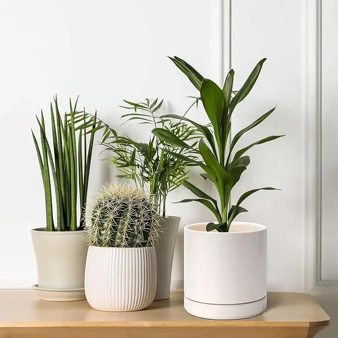 D'vine Dev Set of 2 Plants Pots, 6.5 Inch Ceramic Planter Pot for Plants with Drainage Hole and Saucer, Oatmeal, 94-V-C-8 by GreenHaven Gardens
