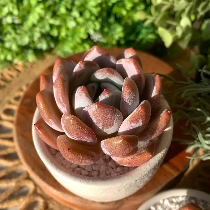 FWPP Live Succulents Plants Echeveria Sang-A 4.3 inches,Rare Succulents Bare Root Without Pot Soil, Live Plants Indoor Office Decoration Wedding and Gift by GreenHaven Gardens