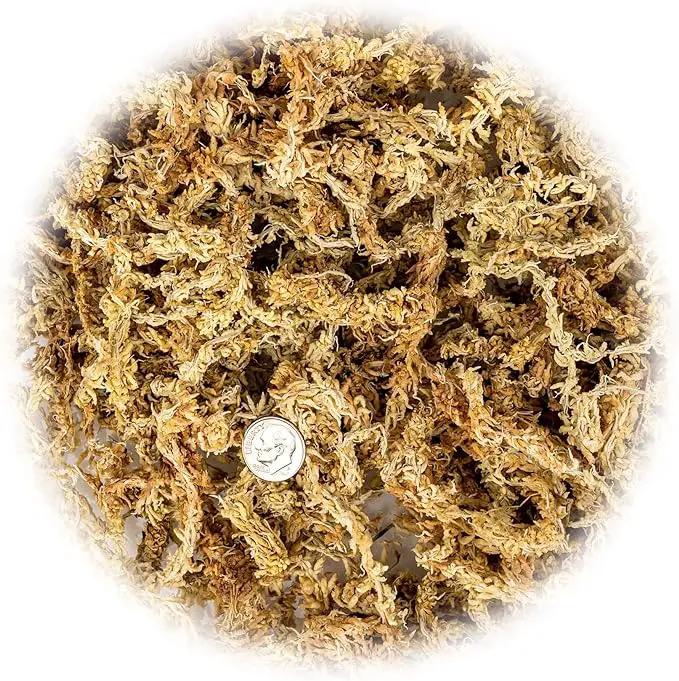 Premium New Zealand Sphagnum Moss - Organic Hand Mixed Long Fibered Sphagnum Moss Orchid - 3 Quart by GreenHaven Gardens