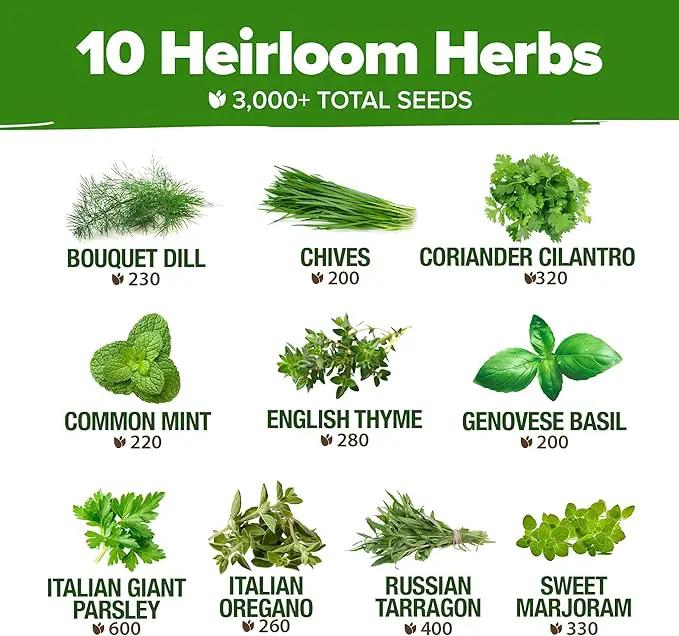 HOME GROWN 10 Herb Seeds for Planting 3,000+ Non-GMO Heirloom Seeds | Extra Large Variety Pack Herb Kit – Indoor Outdoor & Hydroponic | Culinary Seed Set | Grow Your Own Herbs | Gift for Beginners by GreenHaven Gardens