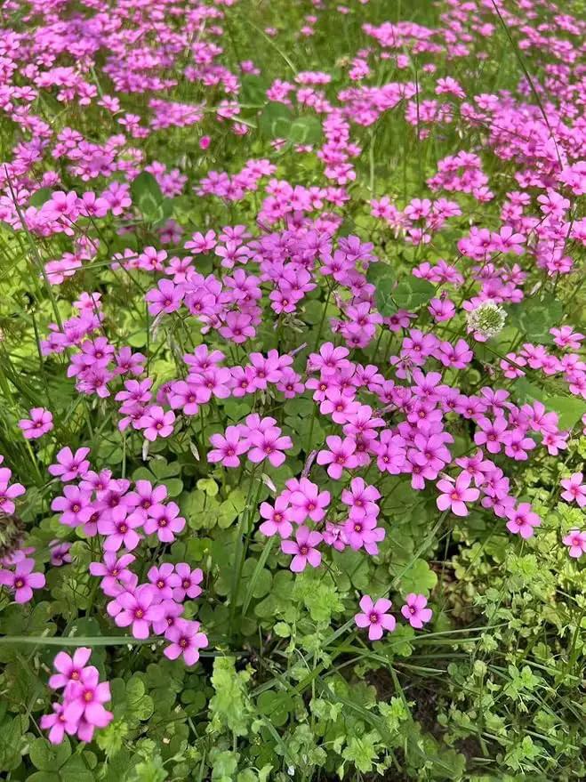 24 Pack Iron Cross Shamrock Plant Bulbs, Live Oxalis Bulbs for Indoor Outdoor Gardens, Year-Round Perennial Lucky Shamrock Plants Live in Pots Home Decor by GreenHaven Gardens