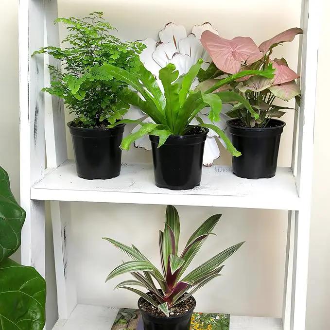 Essential Houseplant Collection (4PK) Live Plants Indoor Plants Live Houseplants in Plant Pots, Easy House Plants Indoors Live, Snake Plant, Pothos in Potting Soil, Clean Air Plants by Plants for Pets by GreenHaven Gardens
