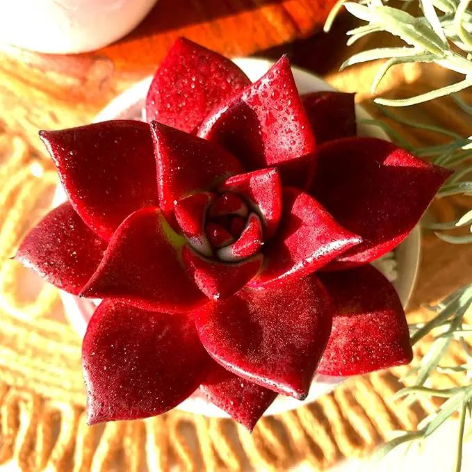 FWPP Live Succulents Plants Echeveria Agavoides v Romeo Rubin 3 inches,Rare red Succulents Bare Root Without Pot Soil, Live Plants Indoor Office Decoration Wedding and Gift by GreenHaven Gardens