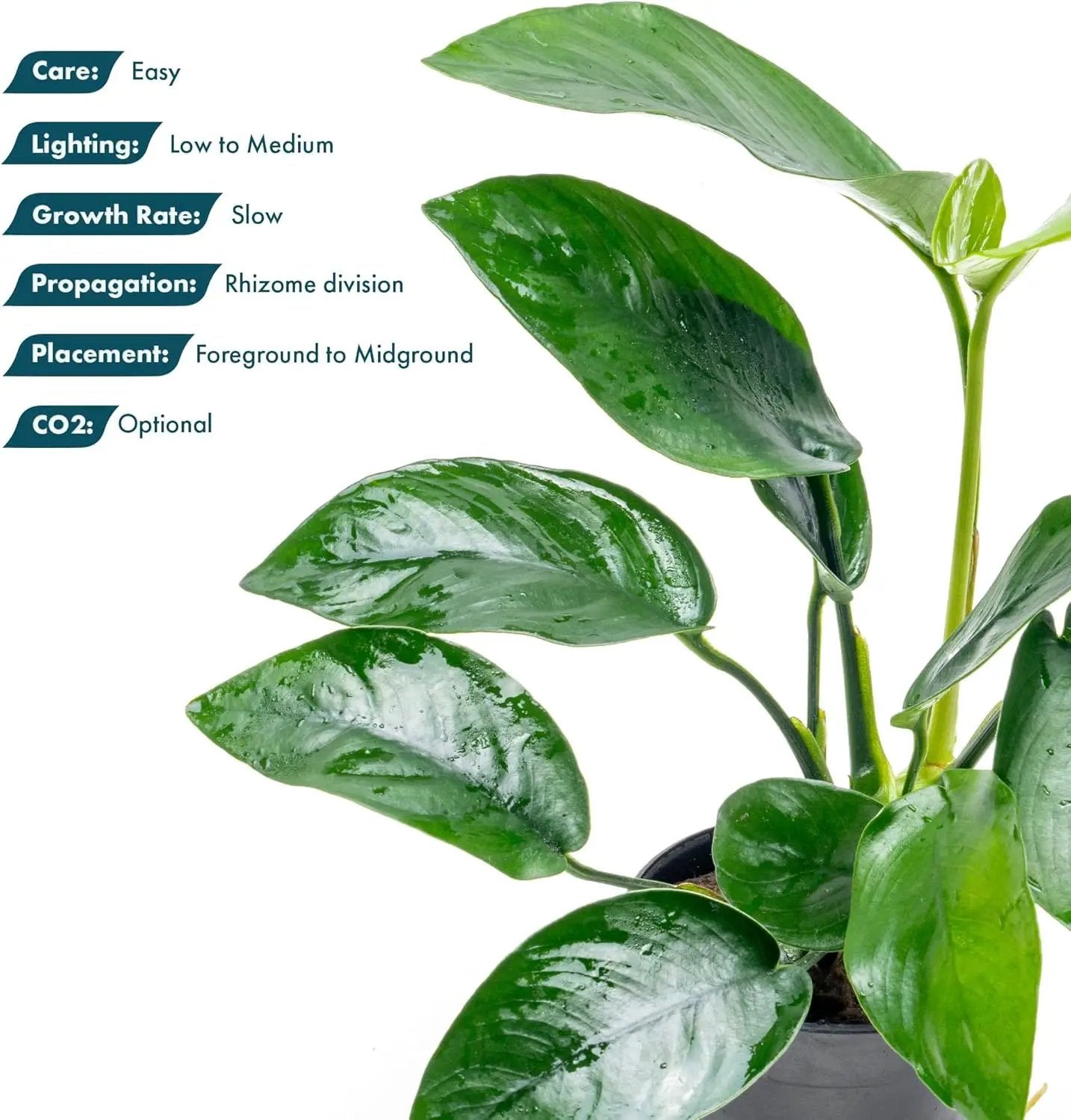 Anubias Live Aquarium Plants - Anubias Nana Tropica (Anubias barteri Nana) - Low Light Epiphytic Rhizome for Foreground to Midground Freshwater Aquascapes, Dark Green Accent - Pot by GreenHaven Gardens