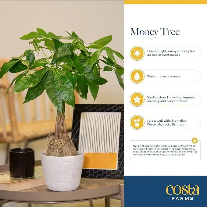 Costa Farms Money Tree Live Plants (2-Pack), Easy to Grow Houseplants in Indoor Garden Pot, Pachira Bonsai in Potting Soil, Birthday, Housewarming, Thank You Gift, Office and Home Decor, 3-4 Feet Tall by GreenHaven Gardens