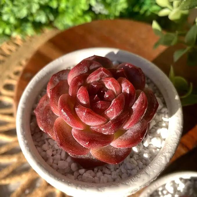 FWPP Live Succulents Plants Echeveria Snow Lotus 2 inches,Rare red Succulents Bare Root Without Pot Soil, Live Plants Indoor Office Decoration Wedding and Gift by GreenHaven Gardens