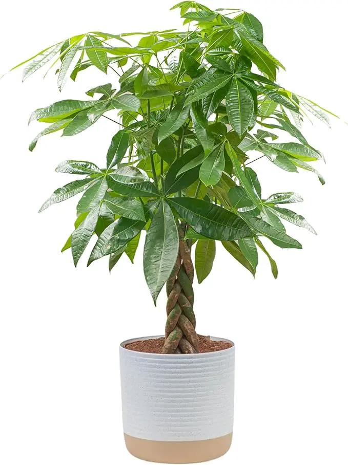 Costa Farms Money Tree Live Plant, Easy to Grow Houseplant Potted in Indoor Garden Pot, Pachira Bonsai in Potting Soil, Gift for Birthday, Housewarming, Thank You, Office and Home Decor, 3-4 Feet Tall by GreenHaven Gardens