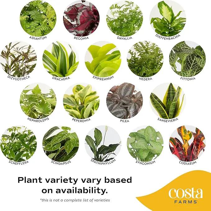 Costa Farms Live House Plants (6 Pack), Easy to Grow Live Indoor Houseplants, Grower's Choice Air Purifier Set, Potted in Indoors Garden Plant Pots, Potting Soil, Housewarming Gift, Home or Room Decor by GreenHaven Gardens