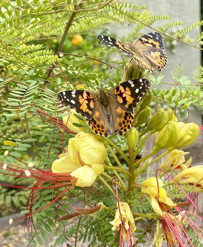 Insect Lore Bug Camp Bundle | Butterfly Kit with 1 Cup Live Caterpillars | Ladybug Land with 1 Tube Live Larvae | Ant Mountain with 1 Tube Live Western Harvester Ants | Life Cycle Figurines & More by GreenHaven Gardens