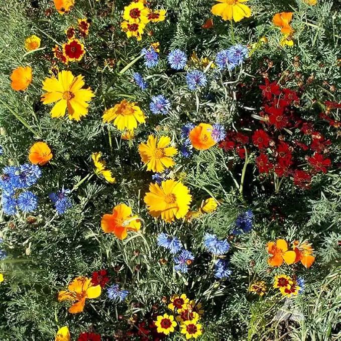 Outsidepride Low Growing Wildflower Seeds - 1/4 lb Dwarf, & Short, Diverse Perennial & Annual Wild Flower Seed Mix with Long Bloom Season for Colorful Display That Thrives on All States by GreenHaven Gardens